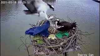 Dahlgren Osprey Cam  Jack Brings In A Teddy Bear amp Blue Cloth To Add To Nest Collections 31621 [upl. by Ravid339]