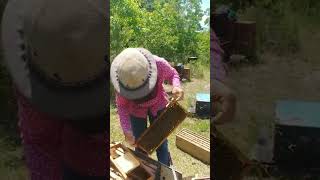 USING THE NICOT QUEEN REARING SYSTEM beekeeping [upl. by Marsden]