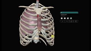 3D anatomy of Mediastinum Lecture 1 [upl. by Aiek201]