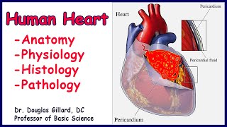 Anatomy Physiology and Histology of the Human Heart Part I [upl. by Leumek770]