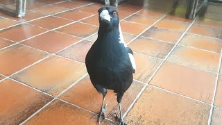 Wild Australian magpie has learnt a cheeky new trick [upl. by Humfried]