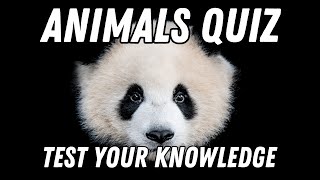 Animal World Quiz  How Many Can You Answer 100 Questions [upl. by Emsoc]