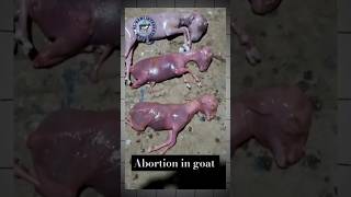 Abortion premature goat baby 😢 goat babygoats goatdelivery goattreatment goatfarming shorts [upl. by Didier]