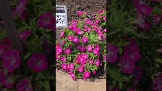 Surfinia Mounding petunia varieties at Metrolina Greenhouses trials [upl. by Mhoj]