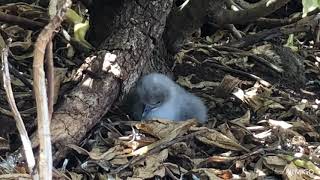 Baby Wedgetailed Shearwater [upl. by Eneleuqcaj]