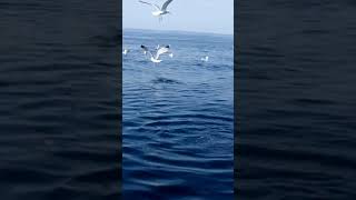 out on a fishing trip just off fowey harbour [upl. by Irpak]