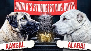 Strongest dogs in the world 2024  Battle between dog breeds for the crown [upl. by Suiravaj]