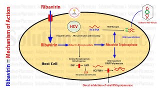 Antiviral Drug  Ribavirin  Anti Hepatitis C Virus Drug  Ribavirin Mechanism of Action  Antivirus [upl. by Arturo198]