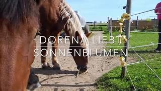 Süddeutsche Kaltblut jetzt 26 Jahre alt  liebt Sonnenblumen  Draft horse loves Sunflowers [upl. by Groh]