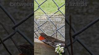 😵‍💫🦎 brown anole with bright red dewlap lizard reptilelover reptiles animallove dewlap [upl. by Munt]