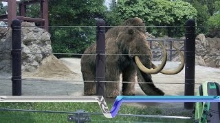 The Extinction And Resurrection Of The Woolly Mammoth [upl. by Ursuline804]