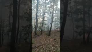 Incendiu în parcul natural Porțile de Fier [upl. by Griffith774]