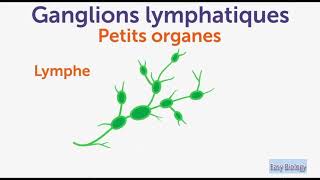 Les ganglions lymphatiques  Symptômes  Causes  Conseils [upl. by Enilekcaj]