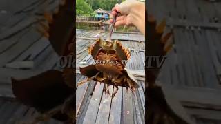 Dont catch this ancient blueblooded animal‼️shorts animals horseshoecrab [upl. by Preuss]