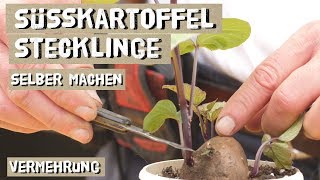 Süßkartoffeln über Stecklinge vermehren  Anleitung Triebstecklinge Kopfstecklinge [upl. by Aicatsan]