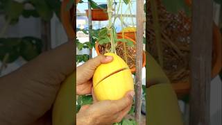 Container garden Growing watermelon from seeds to harvest watermelon v87garden garden shorts [upl. by Dolphin852]