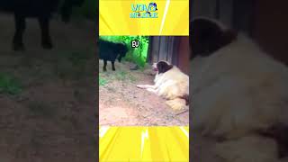 Meme do cachorro folgado 🤣 Shorts memes tentenaorir [upl. by Auburta]