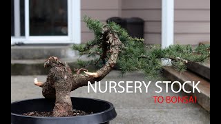 Nursery to Bonsai  Deodar Cedar Cedrus Deodara [upl. by Anaeirb]