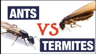 What Do Termites Look like [upl. by Trisa]