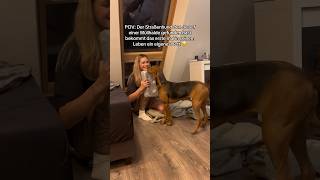 Straßenhund bekommt ein eigenes Bett 🥹 hund hunderettung tierschutz [upl. by Jariah459]