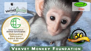 quotAtlass Journey Rescuing an Orphaned Baby Monkeyquot [upl. by Dyob]