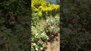 Plant nursery garden in chennai  Indoor plants  outdoor plants  money plant  snake plant [upl. by Ennairod]