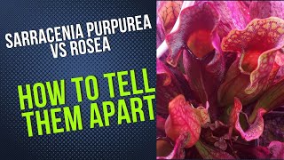 How To Tell Sarracenia Purpurea and Sarracenia Rosea Apart [upl. by Petr906]