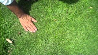 Empire vs Emerald Zoysia Grass [upl. by Liemaj]