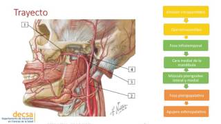 Vascularización Cabeza Arteria Maxilar [upl. by Nitaj]