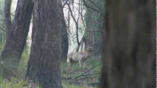 missed this Fallow Buck from 15 yards [upl. by Nagud990]