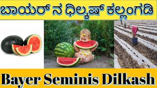 Watermelon 🍉 plantation ಕಲ್ಲಂಗಡಿ ಬೆಳೆ bayer seminis dilkash seeds [upl. by Agosto928]