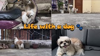 Happy life with Shih tzu 🐾❤️ [upl. by Wilonah]