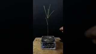 Experiment tesla coil  grass [upl. by Lundt]