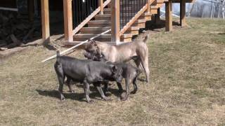 Alive Cane Corso Di Troy [upl. by Christy]