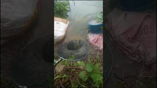 Handi Gari tacnic fishing Fishing tap tacnic factfish fishingvideo fishingshot [upl. by Oiraved]