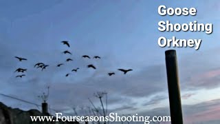 Goose shooting in Orkney 202223 [upl. by Leis]