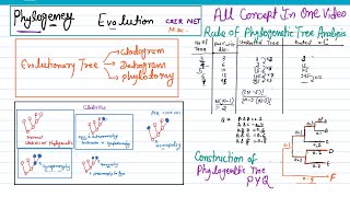 Phylogeny evolution  molecular tools in phylogeny  cladistic rule for phylogenetic tree analysis [upl. by Ailak]