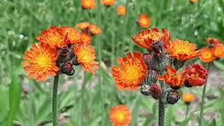 Orange Hawkweed aka Indian Paint Brush Upstate NY June 2024 [upl. by Octavian245]