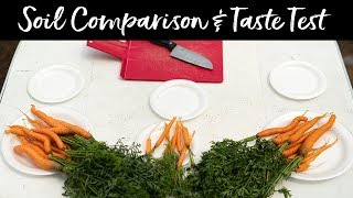 Carrot Harvest Soil Comparison amp Taste Test  ProMix vs OrganiLock  Murray State University [upl. by Caritta]