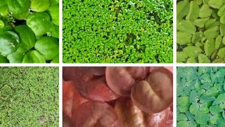 Floating Aquatic Plants Unveiled Species Care and Uses [upl. by Mccandless]