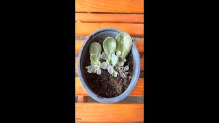 Planting Crassula Leaves [upl. by Htilil]