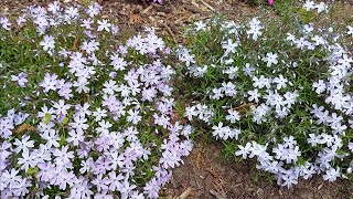 Phlox Subulata  Farben des Frühlings [upl. by Rrats]