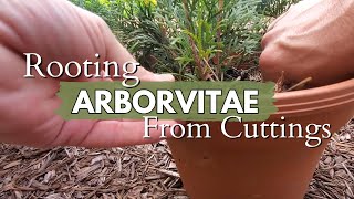 How ARBORVITAE Cuttings ROOT After Leaving Them Alone for Nine Months [upl. by Yartnoed564]