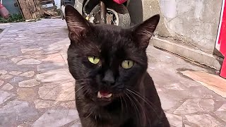 Unsociable black cat is not afraid of camera but at the same time he behaves very carefully [upl. by Samled83]