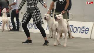 DOGO ARGENTINO [upl. by Busch]