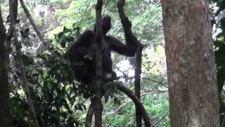 Western Lowland Gorillas Ngaga Odzala Congo Part 2 [upl. by Coniah]