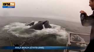 Images impressionnantes de deux plongeurs qui ont failli être avalés par des baleines  2405 [upl. by Stephenie]