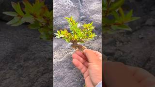 yamadori bonsai tree on rock [upl. by Drusus451]