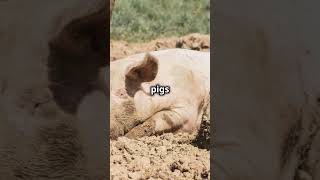 5 Fun Facts About Pigs [upl. by Sauls]