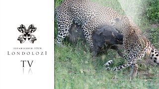 Two Male Leopards Fight and Struggle to Bring Down Large Warthog  Londolozi TV [upl. by Yerocaj]